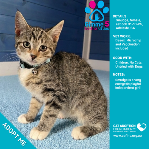 Smudge - Domestic Short Hair (DSH) Cat