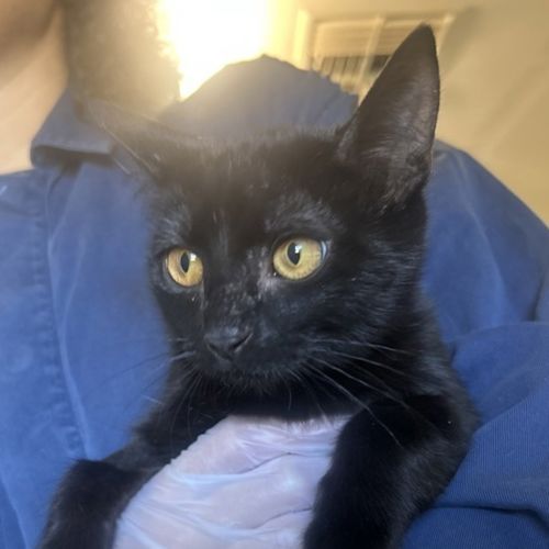 Upsy Daisy - Dsh Cat