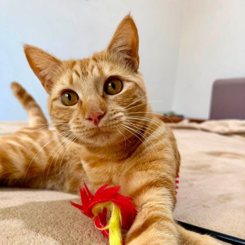 Dream Sprite - Domestic Short Hair (DSH) Cat