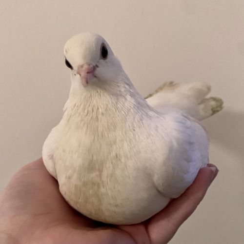 Egg -  Bird