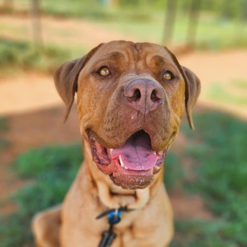 Monty - Dogue de Bordeaux Dog