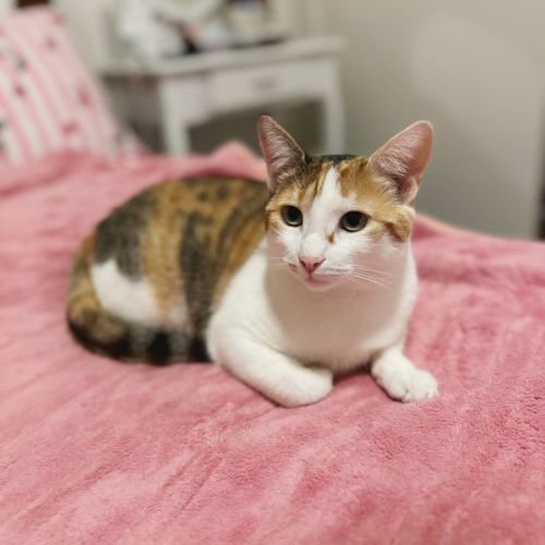Cass - Domestic Short Hair (DSH) Cat