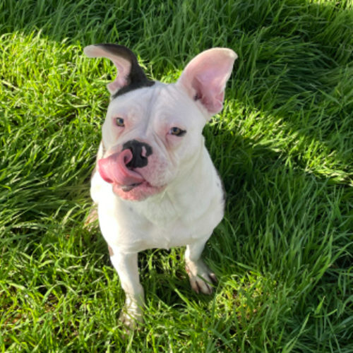 Kimbo - American Bulldog