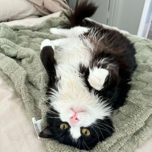 Sassy (Located in Carlton) - Domestic Medium Hair (DMH) Cat