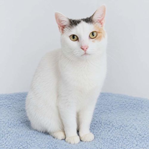 Angel - Domestic Short Hair (DSH) Cat