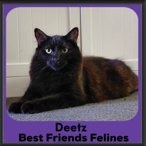 Deetz  - Domestic Medium Hair (DMH) Cat