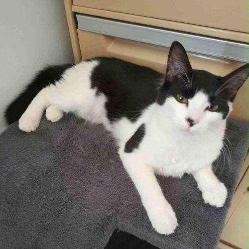 Chilli - Domestic Short Hair (DSH) Cat