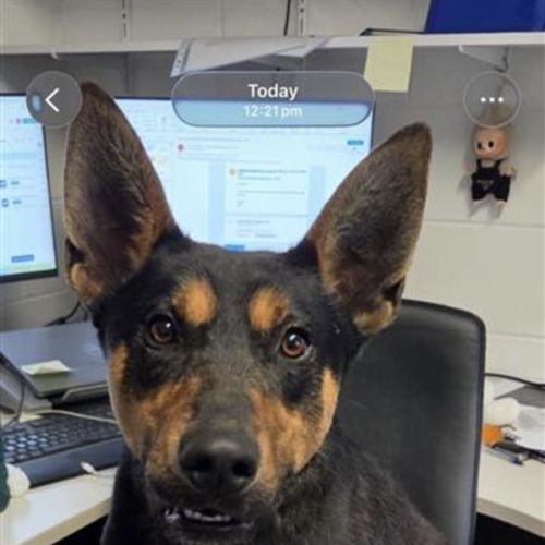 Benji - Australian Kelpie Dog