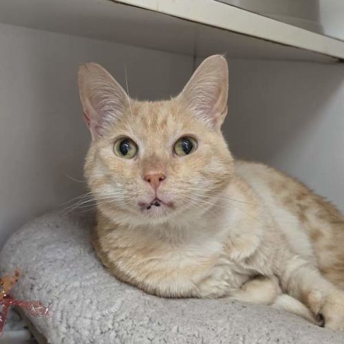 El Dorado - Domestic Short Hair (DSH) Cat