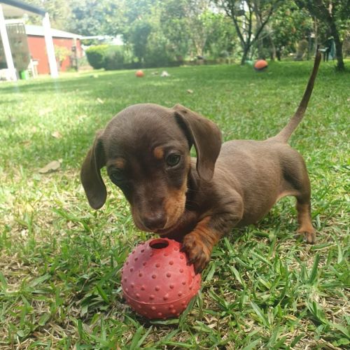 Tater Tot (Winston) - Dachshund (Miniature Smooth Haired) Dog