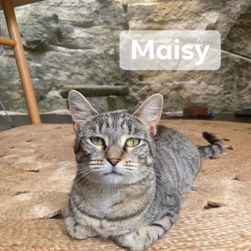 Maisy 
