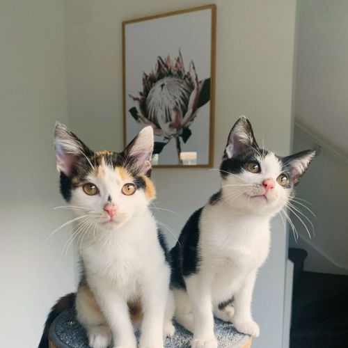Timmy & Pippa