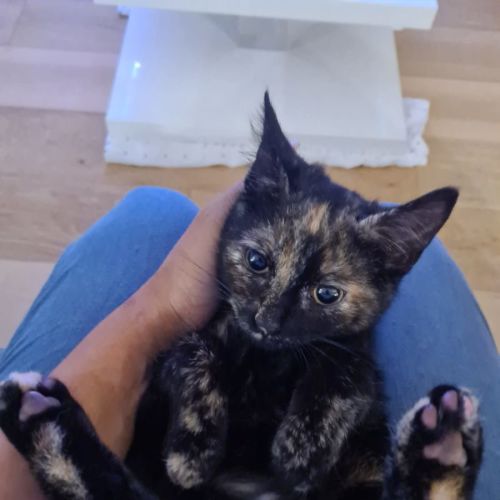 Agatha