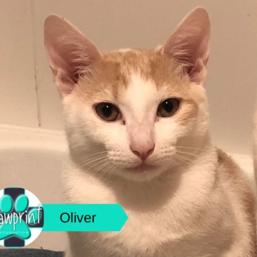 No photo for Oliver