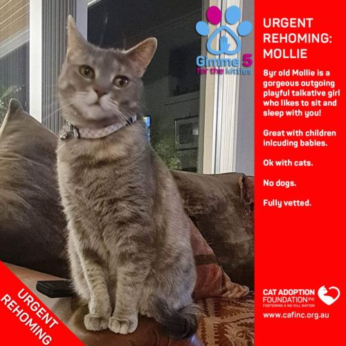 Mollie Private Rehoming No Charge!
