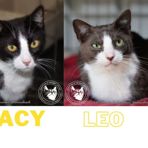 No photo for Leo And Lacy   Bonded Pair