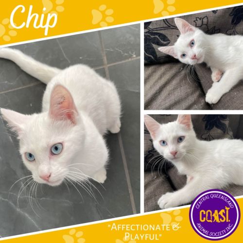 Chip