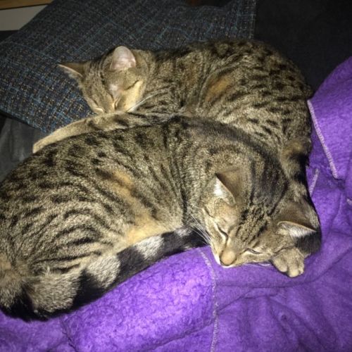 Max and Bunny (bonded pair)