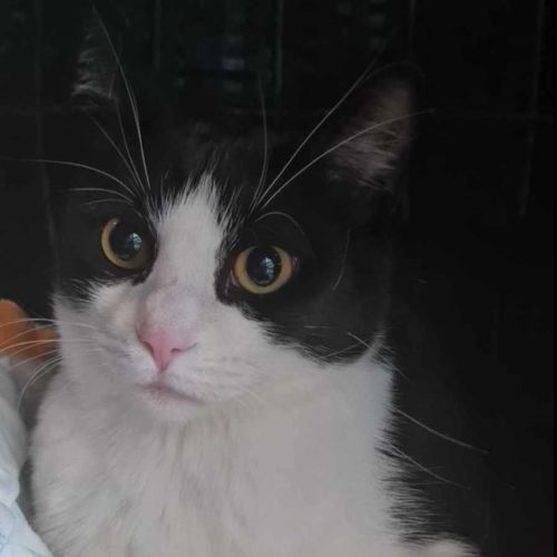 Sammy