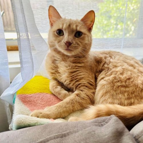 Abigail - Located in Fairfield