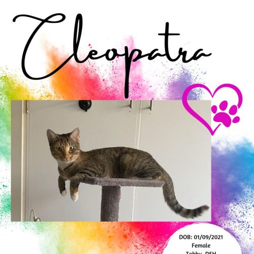 Cleopatra