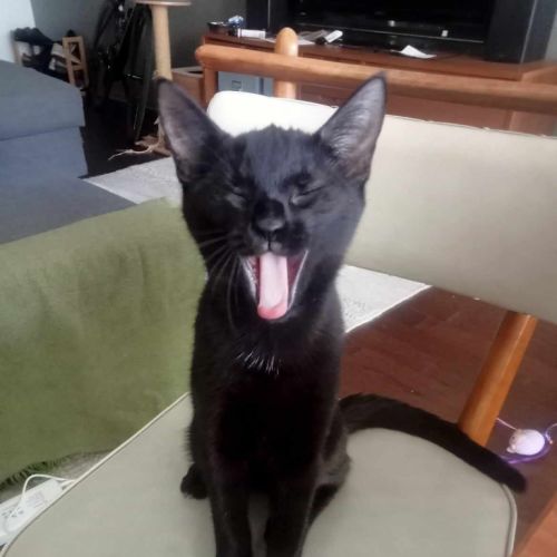 Vampurra