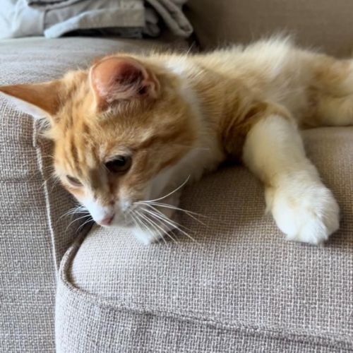 Mochi