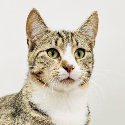 Octavia - Located in Fawkner