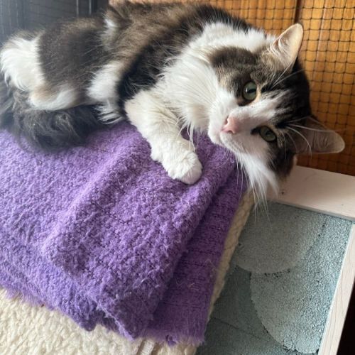 Minerva (Can possibly transport to you)