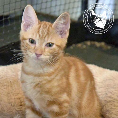 No photo for Andesine