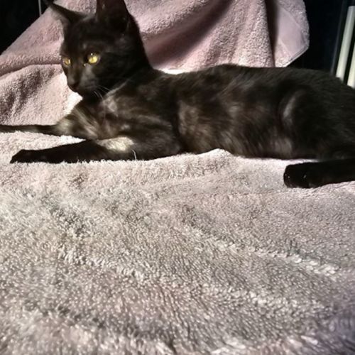 No photo for Jupiter (Jupi)