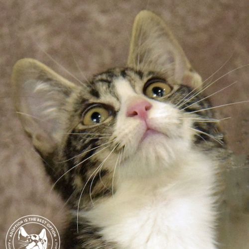 No photo for Malachite