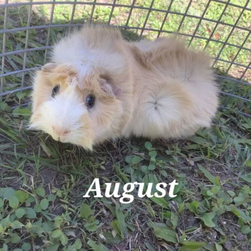 August