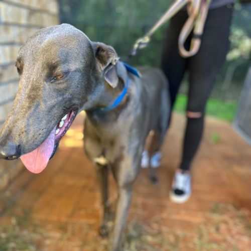 No photo for Frankie