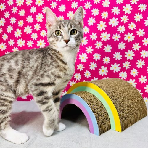 Caden - Located in Templestowe