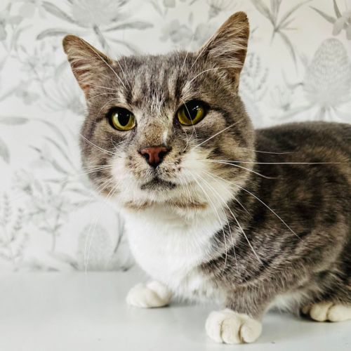 Bubbles - Located in Preston