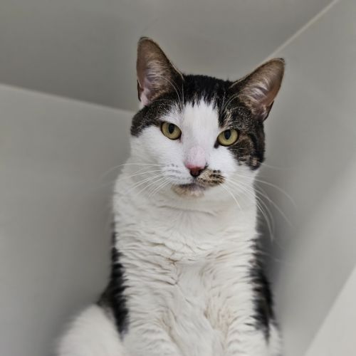 Smudge