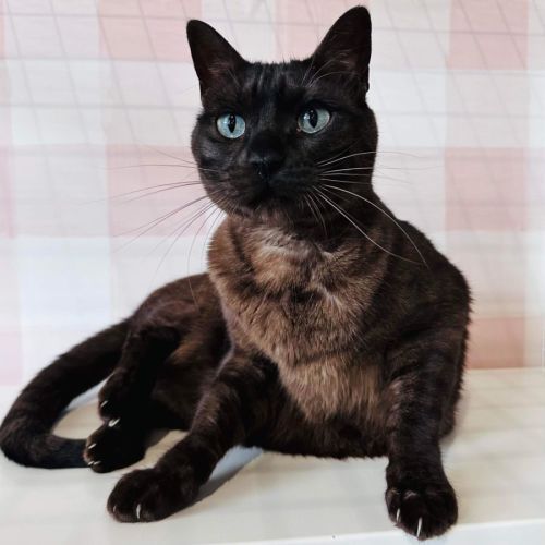 Lynx - Located in Preston 