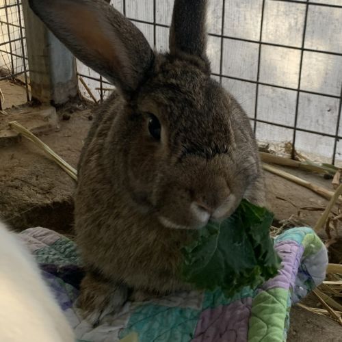 Thumper