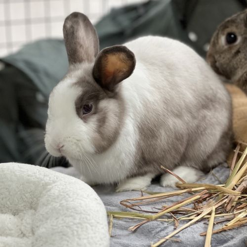 Miffy