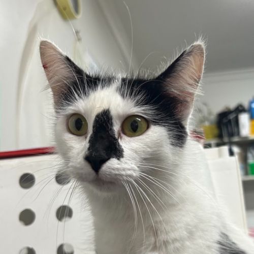 Maisy