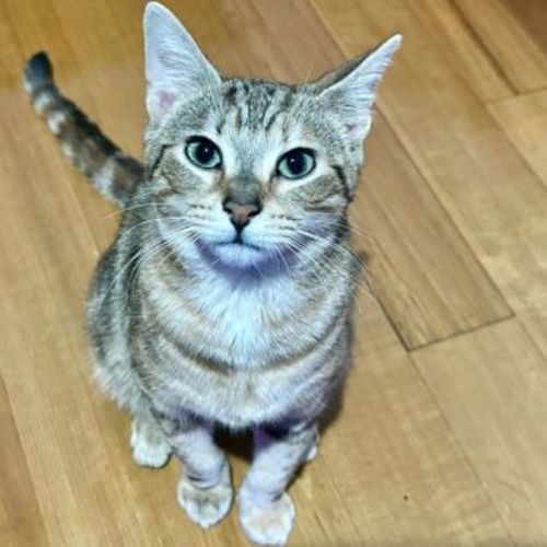 Nutmeg