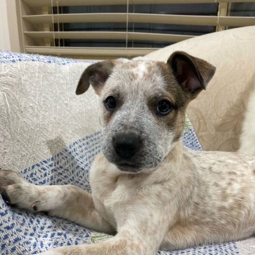 Yuki - 4 Month Old Border Collie X (Trial)