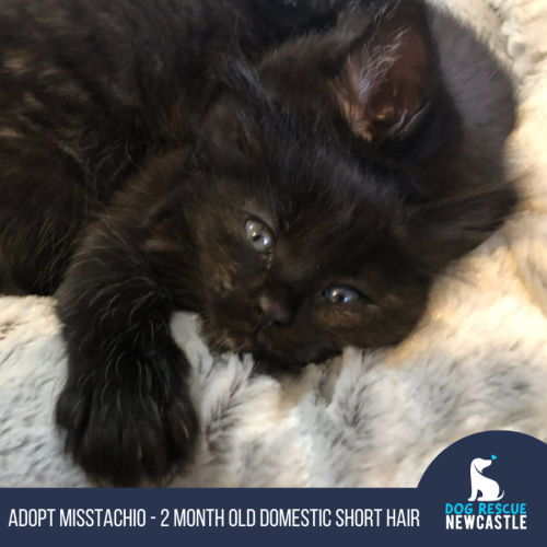 Misstachio - 2 Month Old Domestic Short(Trial)