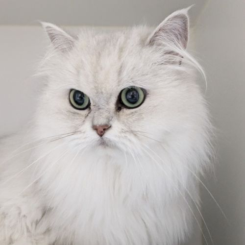 🌞Cleocatra 5364 🌞