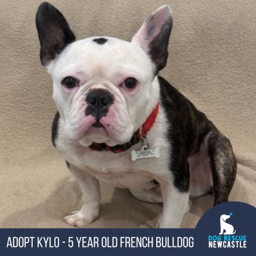 Kylo - 5 Year Old French Bulldog 