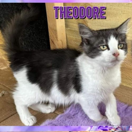 Theodore & Benjamin (Can be seperated)