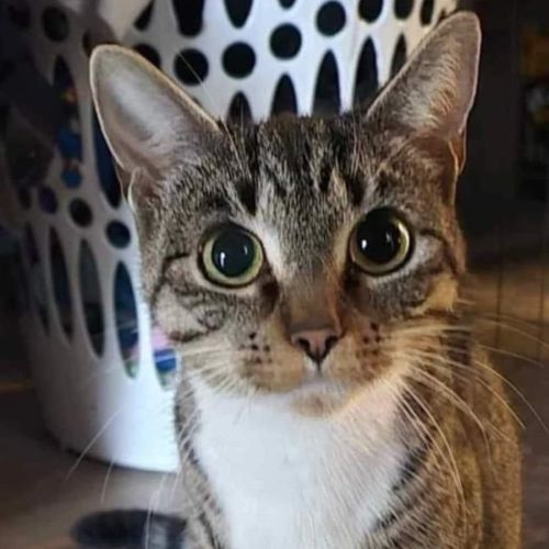 Sheila (Would like to live on a property)