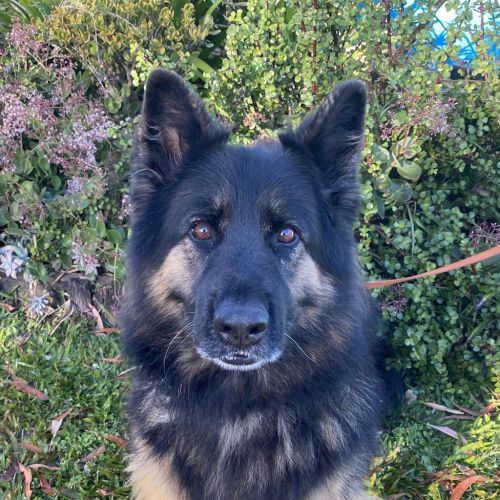 Loki