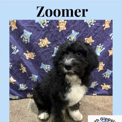 Puppies!!! Please read full description